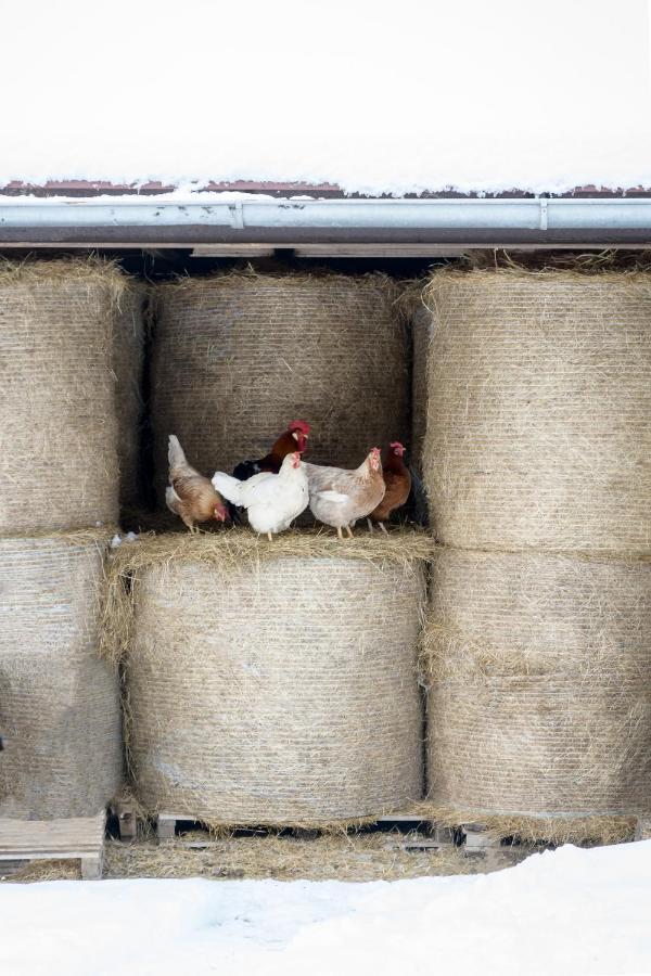 Agroturistika - "Domecek U Ovecek" Villa Horní Těrlicko Dış mekan fotoğraf